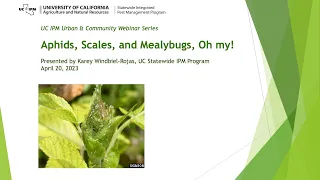 Aphids, Scales, and Mealybugs, Oh My!