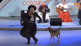 “Cielito”, el perro que subió al escenario del Pre Cosquín y se volvió viral