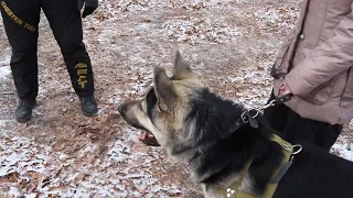 Восточно Европейская Овчарка Граф начало занятий