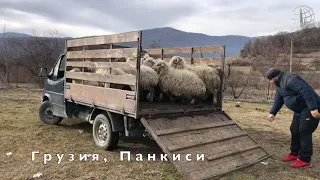 Акика для чеченских беженцев (Панкиси, Грузия) 01.2021