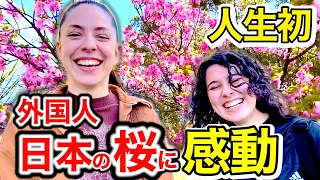 「人生で初めて桜を見た...言葉にならない...」外国人が日本の桜を見て感動🇯🇵【外国人インタビュー】【海外の反応】🌏