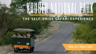 What It's Like to Safari at Kruger National Park in South Africa | A Travel Guide