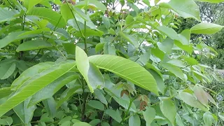 Пение соловья  Утро на даче . Nightingale Singing.