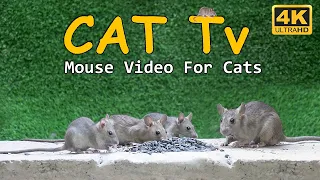 Cat TV - Enchanting Mouse Video For Cats to Enjoy - Entertainment For Cats To Watch Mouse - 10 Hours