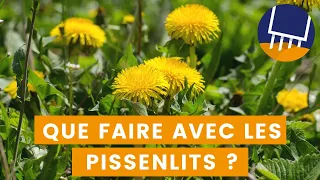 Que faire avec les pissenlits ?