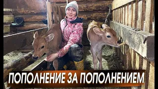 Отёл Джерсейской нетели. Вдвоем помогаем теленку. Два отела за Два дня!