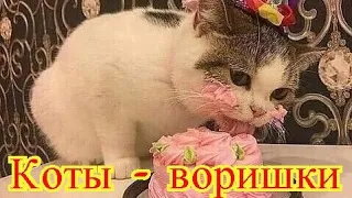 Коты - воришки|Смешное про животных|Приколы с котами| Видео про котов|Создай себе хорошее настроение