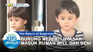 Merpati Nyasar Masuk Rumah Ben dan Will|The Return of Superman|SUB INDO|201025 Siaran KBS WORLD TV|