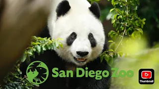 San Diego Zoo Panda Trek Update: Giant Pandas Returning!