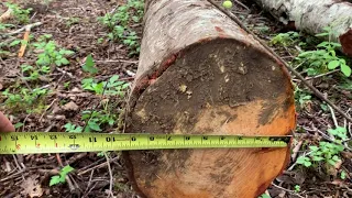 Alder log diameter measurement