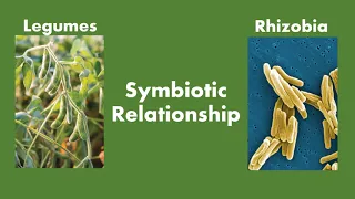 Biological Nitrogen Fixation by Legumes