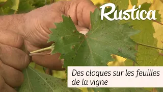 Phylloxera ou érinose ? Bien observer les cloques sur les feuilles de la vigne