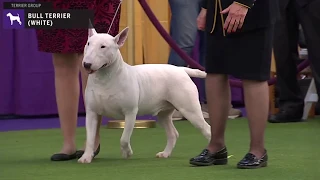 Bull Terriers (White) | Breed Judging 2020