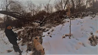 Охота на фазана загоном в декабре. Видео из архива