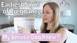 TWO WEEK WAIT! Pregnancy Symptoms Before my Positive Test (Including a Service Dog Alert!!..?!!!)