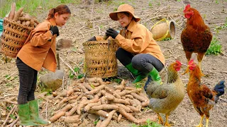 The process of harvesting cassava as food for chickens, ducks, pond fish, farms and building life