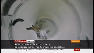 Wax worm saliva rapidly breaks down plastic bags, scientists discover (Global)