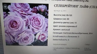 Розы Вдохновения открылись и...А мне нужна одна роза🤣🤣🤣🤣