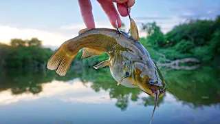 Using TINY CATFISH To Catch CREEK MONSTERS!!! (Biggest Of The Year)