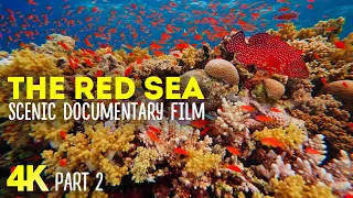 Amazing Underwater Life of the Red Sea - 4K Scenic Nature Documentary Film - Episode 2