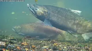Salmon spawning on video
