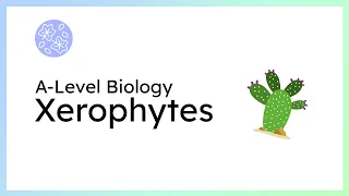 Xerophytic Plants (A-Level Biology) #revision #biology #bystudentsforstudents