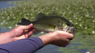 Fishing for Bass at Pocahontas State Park's Swift Creek Lake