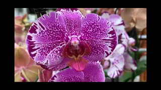 Две витрины орхидей в Бауцентре 17 января 2021 г. Шоу Орхидей только раз в году!))))