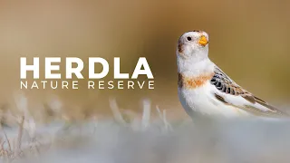 Bird Photography at 800mm | Herdla Nature Reserve | Norway