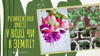 Як краще розмножити ФУКСІЮ живцями ВЛІТКУ в жару ☀🌱🌿🌸🌿🌺