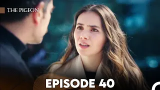 The Pigeon Episode 40 (FULL HD)