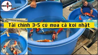 Tài chính 3-5 triệu mua được cá koi nhật như thế nào !