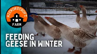 Raising Geese | Winter Feeding of Geese | American Buff Geese