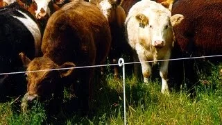 Check Your Electric Fence in 10 Easy Steps!