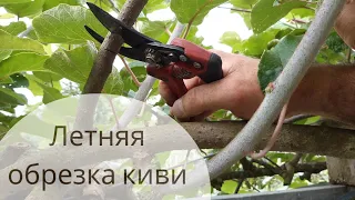 Летняя обрезка киви 🥝