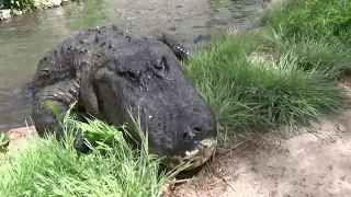 Gator Wrestling