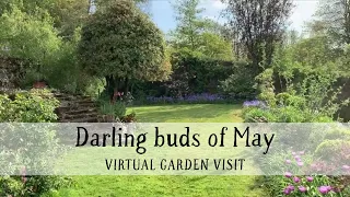 Chevithorne Barton; darling buds of May