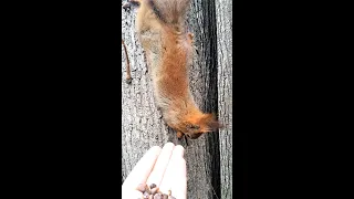 Смелый бельчонок впервые сел на ладонь / The squirrel sat on the palm of his hand for the first time