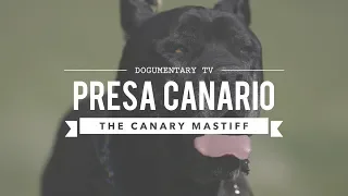 PRESA CANARIO: MAN'S BEST FRIEND