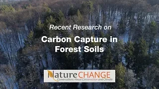 Carbon Capture in Forest Soils