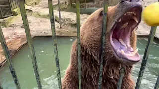 Медведь СНОВА не хотел выходить из воды!