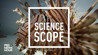 A robot to zap 'Darwin's nightmare,' the invasive lionfish