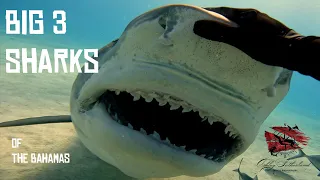 Big Sharks of the Bahamas