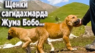 Еще одни щенки аборигенных среднеазиатских овчарок Таджикистана, сагидахмарда.
