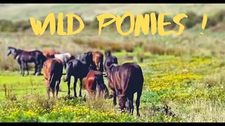 Welsh Mountain Ponies