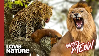 Leopard vs. Lion: Battle of the Big Cats