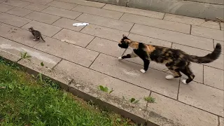 Mother cat tries to persuade her escaped kitten to return home.