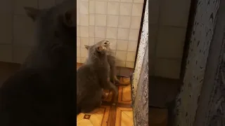 кошка ревнует кота 😹