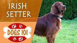 Dogs 101 - IRISH SETTER - Top Dog Facts About the IRISH SETTER