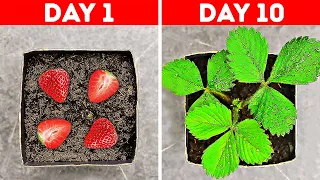 31 UNBELIEVABLE PLANT LIFE HACKS YOU SHOULD TRY